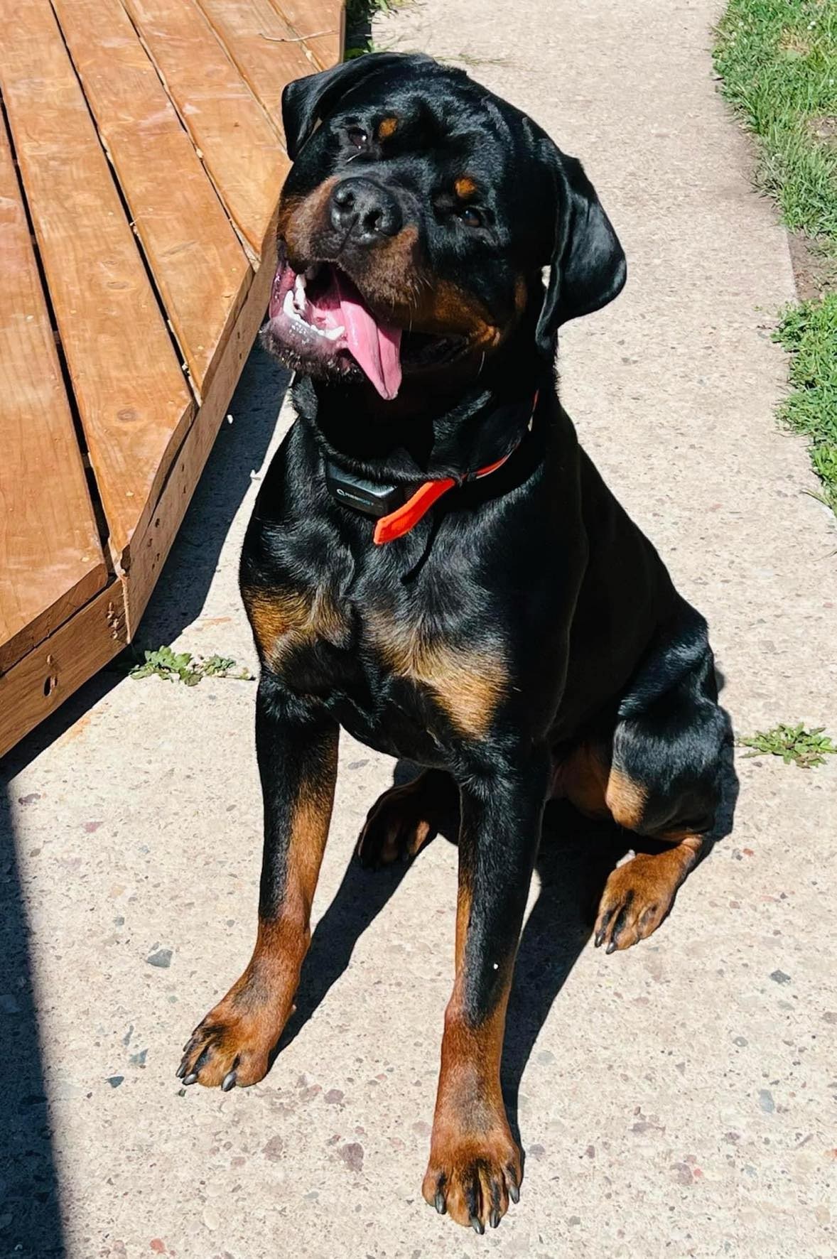 kovu