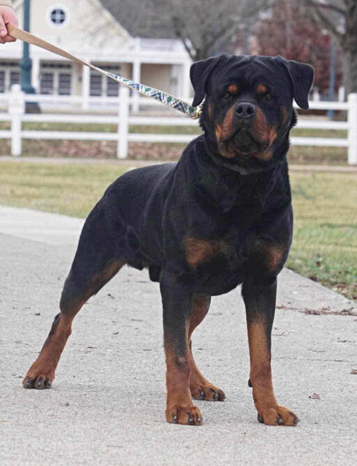 koda