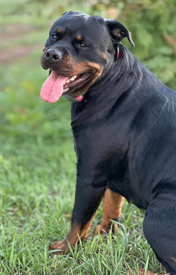 khaos