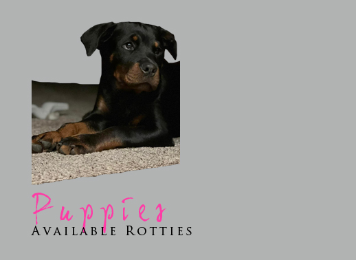 puppies